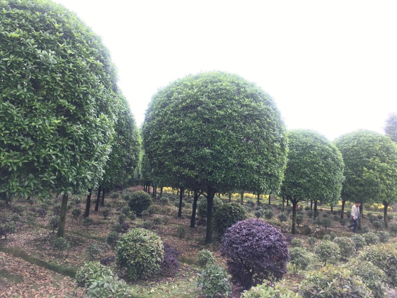 桂花树，成都精品桂花树，5—15公分桂花树