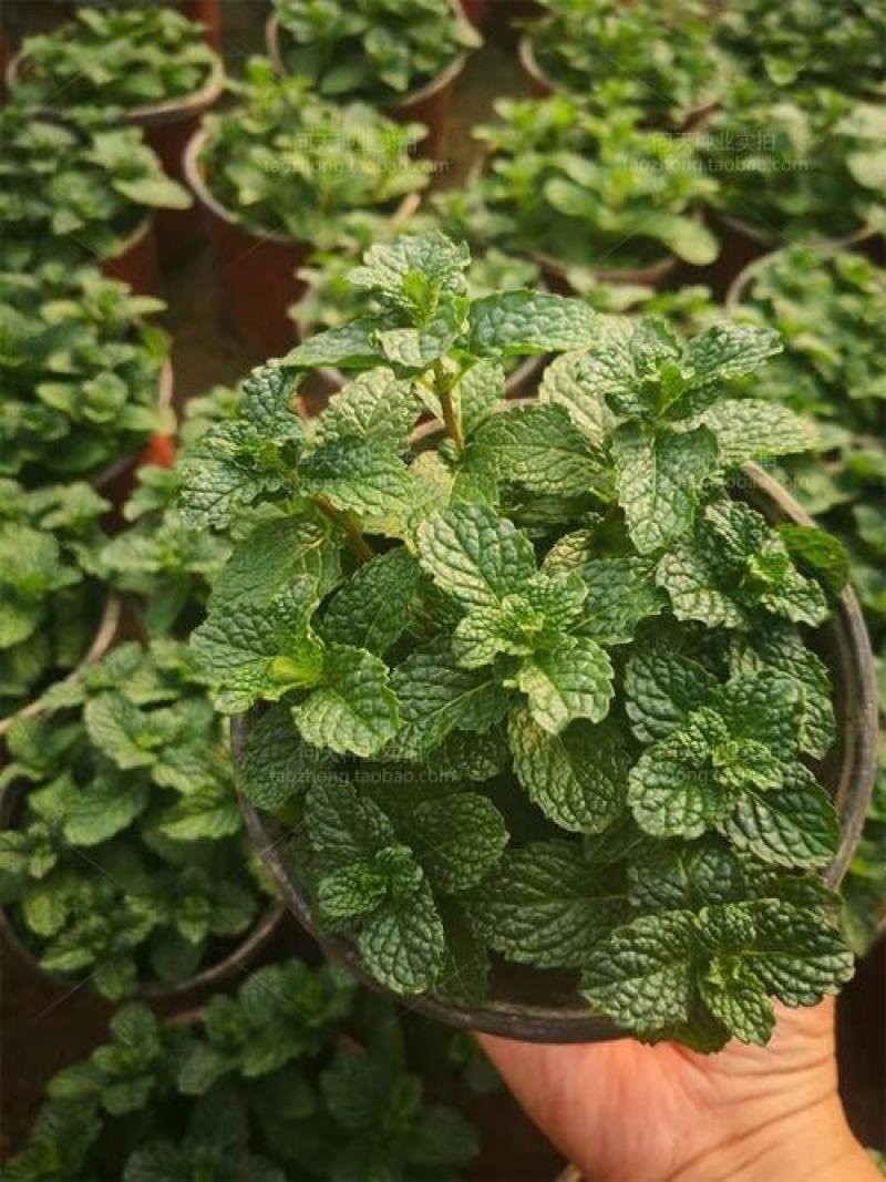 留兰香薄荷种子食用薄荷籽盆栽驱蚊四季开花易种易活