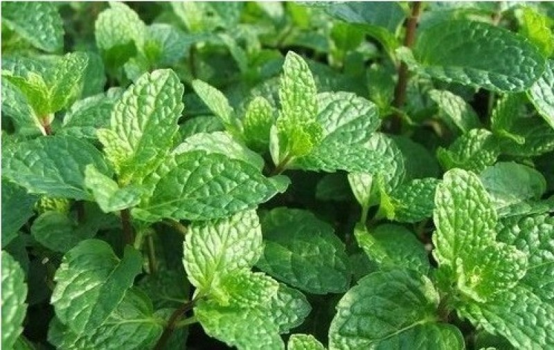 留兰香薄荷种子食用薄荷籽盆栽驱蚊四季开花易种易活