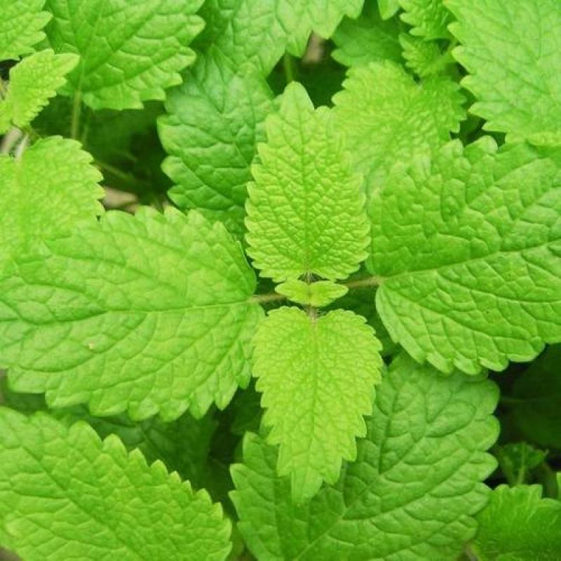 留兰香薄荷种子食用薄荷籽盆栽驱蚊四季开花易种易活