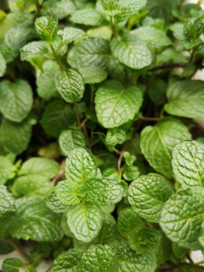 留兰香薄荷种子食用薄荷籽盆栽驱蚊四季开花易种易活