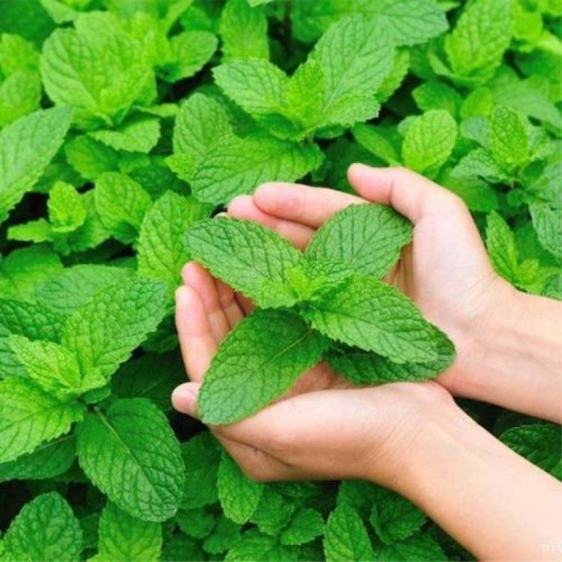留兰香薄荷种子食用薄荷籽盆栽驱蚊四季开花易种易活