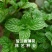 留兰香薄荷种子食用薄荷籽盆栽驱蚊四季开花易种易活