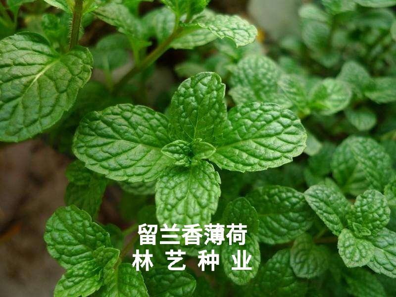 留兰香薄荷种子食用薄荷籽盆栽驱蚊四季开花易种易活