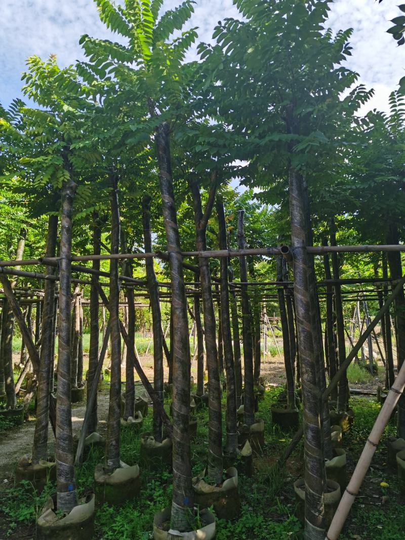 低价供应自家基地8-10-12-15分麻楝袋苗，量大价优