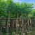 低价供应自家基地8-10-12-15分麻楝袋苗，量大价优