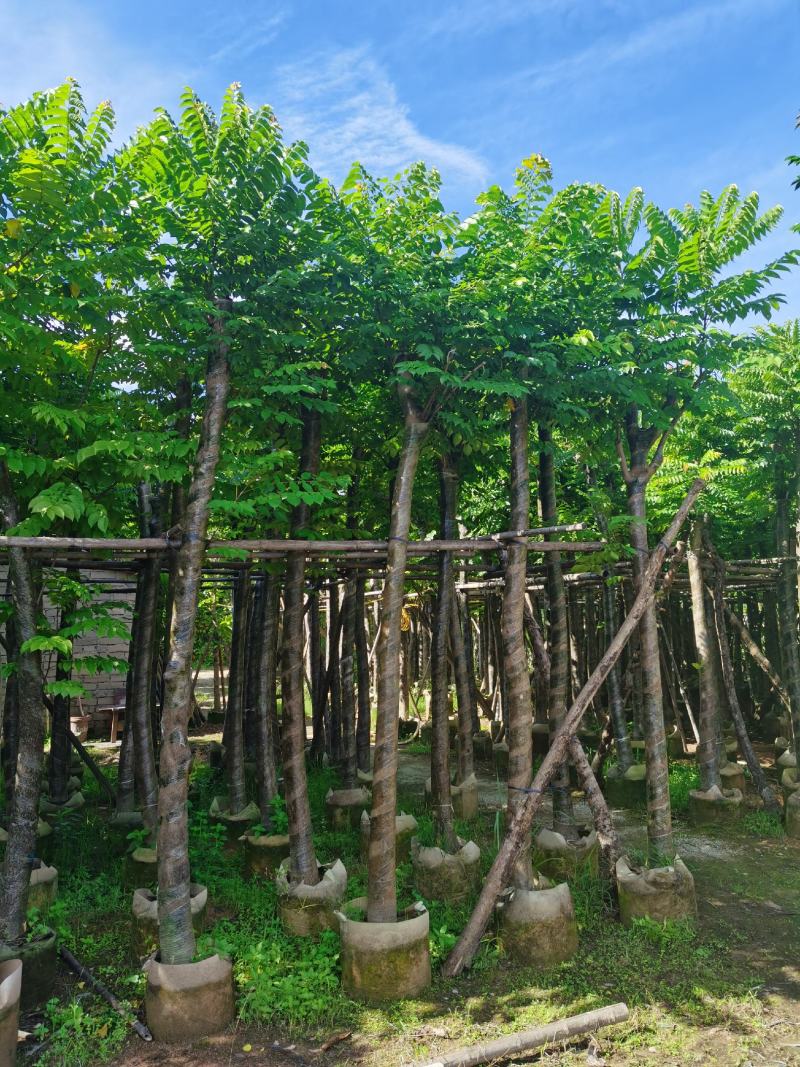 低价供应自家基地8-10-12-15分麻楝袋苗，量大价优