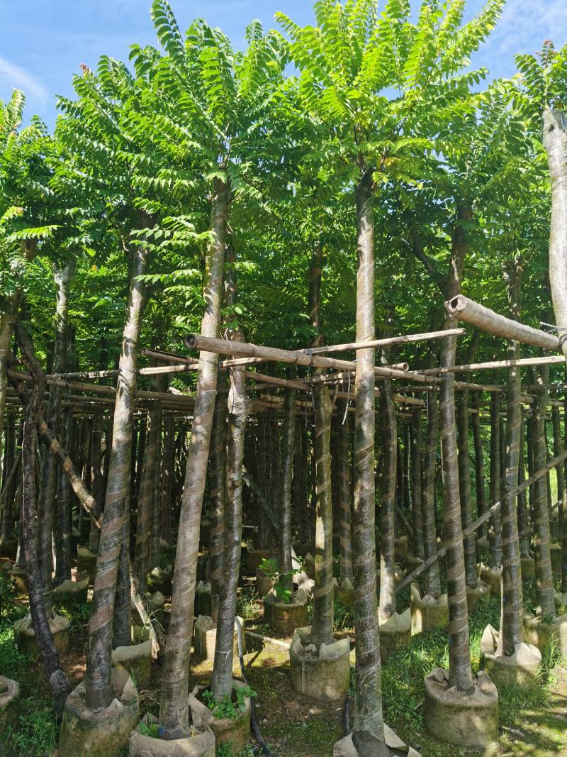 低价供应自家基地8-10-12-15分麻楝袋苗，量大价优