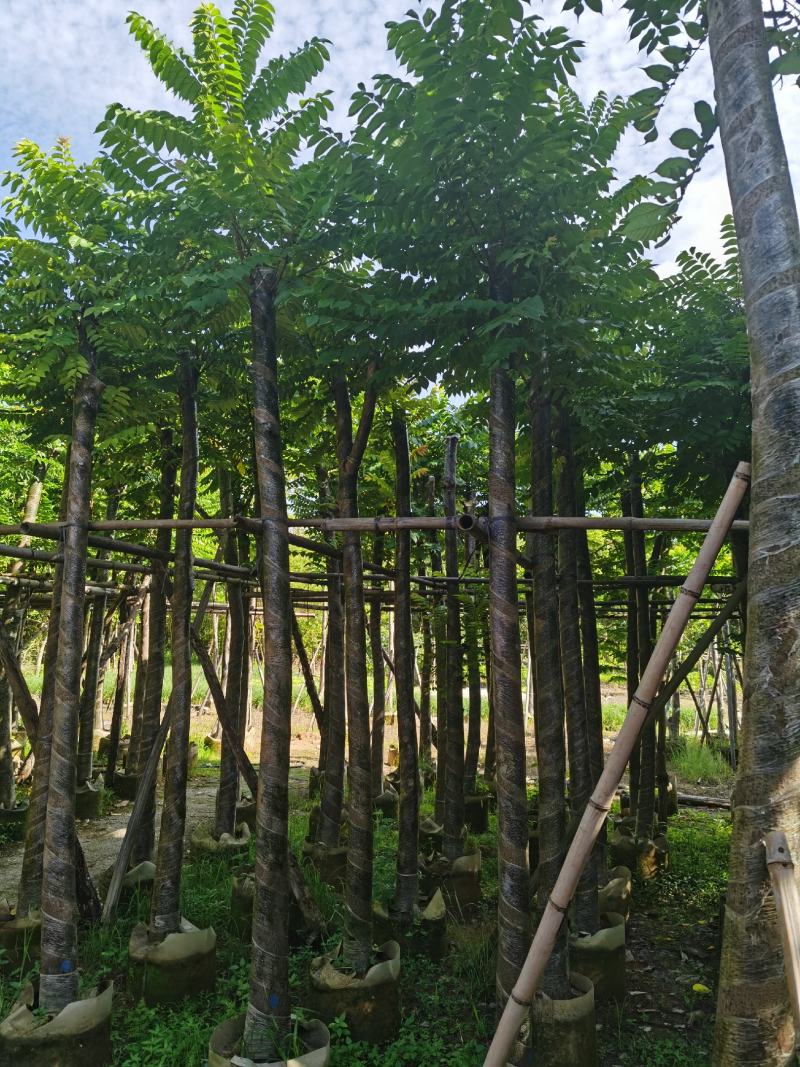 低价供应自家基地8-10-12-15分麻楝袋苗，量大价优