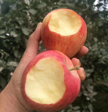 新疆阿克苏苹果嘎啦苹果早熟果