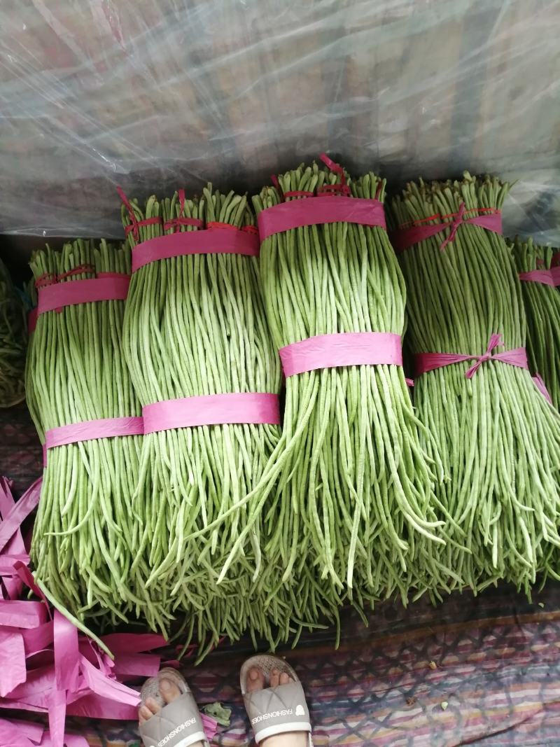 推荐【豆角】河北长豆角邯郸优质豆角大量上市咨询价优