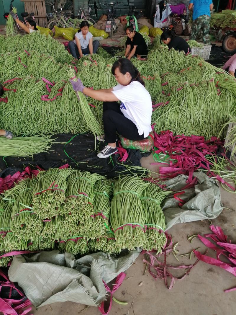 推荐【豆角】河北长豆角邯郸优质豆角大量上市咨询价优