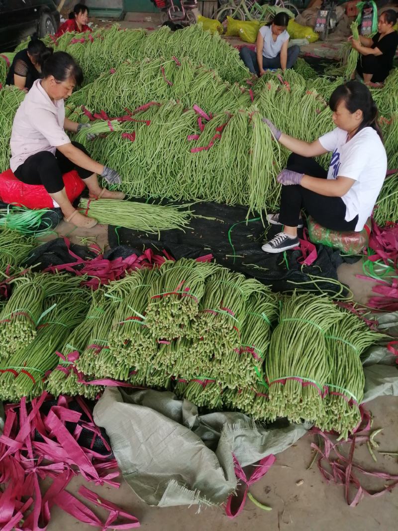 推荐【豆角】河北长豆角邯郸优质豆角大量上市咨询价优