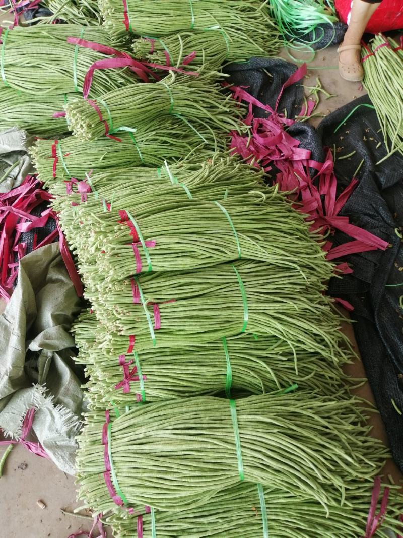 推荐【豆角】河北长豆角邯郸优质豆角大量上市咨询价优