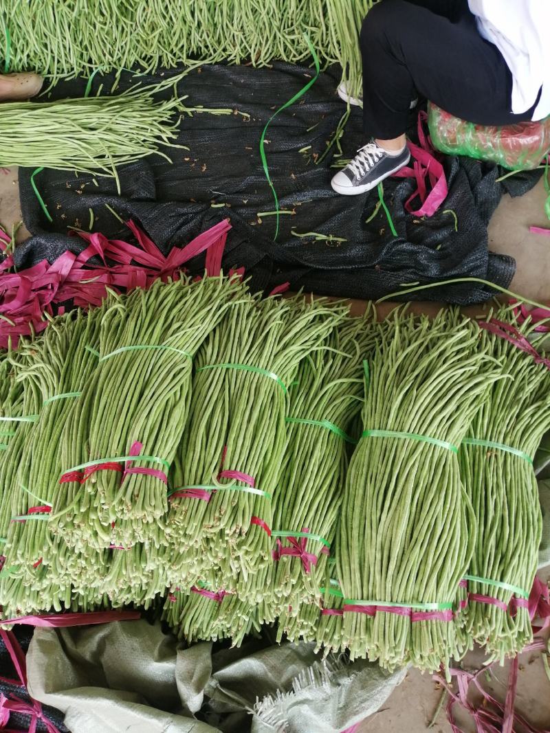 推荐【豆角】河北长豆角邯郸优质豆角大量上市咨询价优