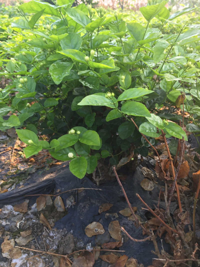 茉莉花.栀子花和夜来香和石榴树都有货.主产茉莉花和栀子花