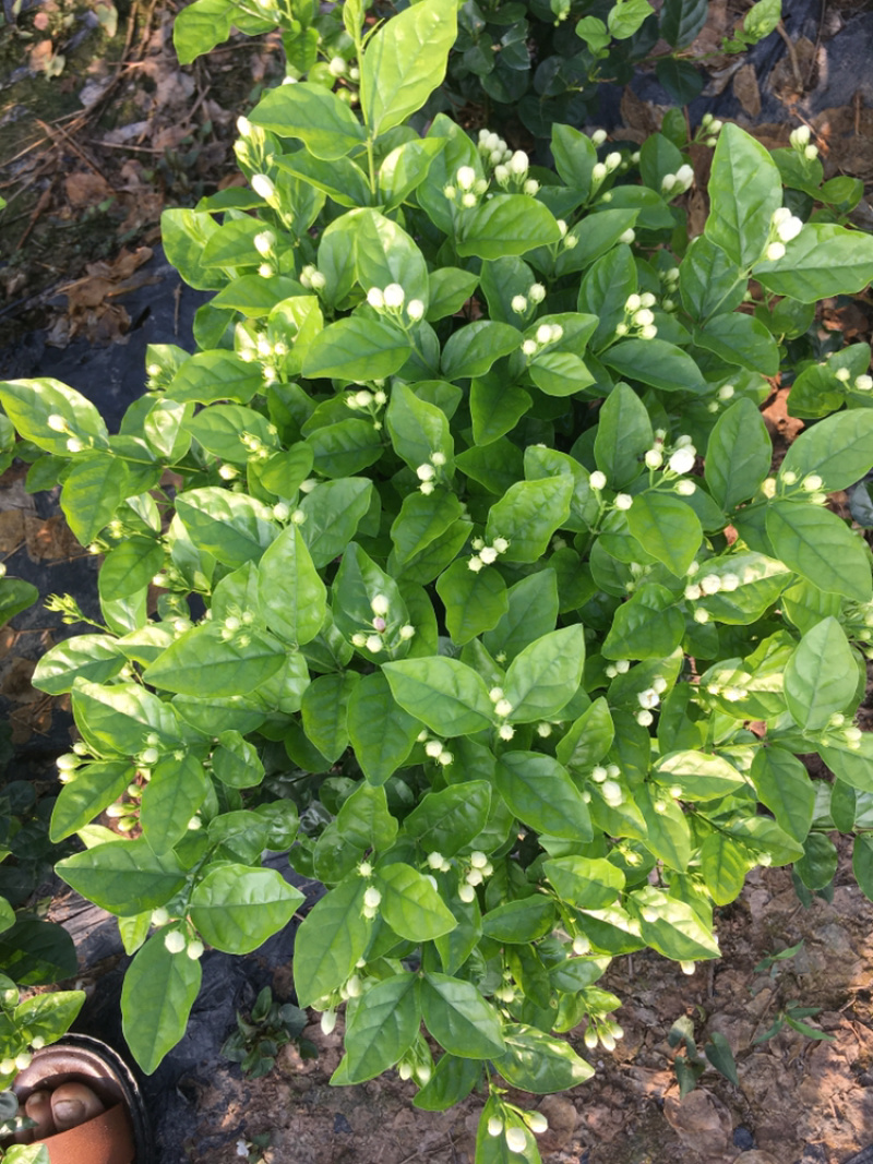 茉莉花.栀子花和夜来香和石榴树都有货.主产茉莉花和栀子花