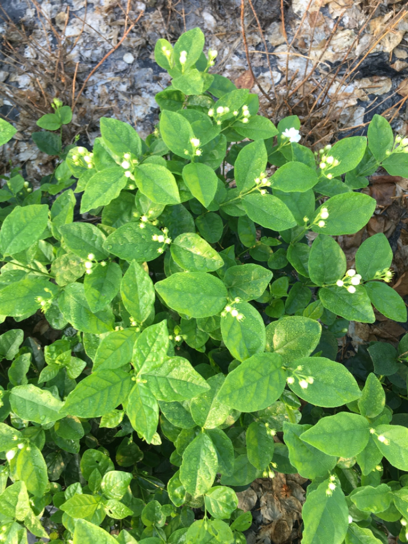 茉莉花.栀子花和夜来香和石榴树都有货.主产茉莉花和栀子花