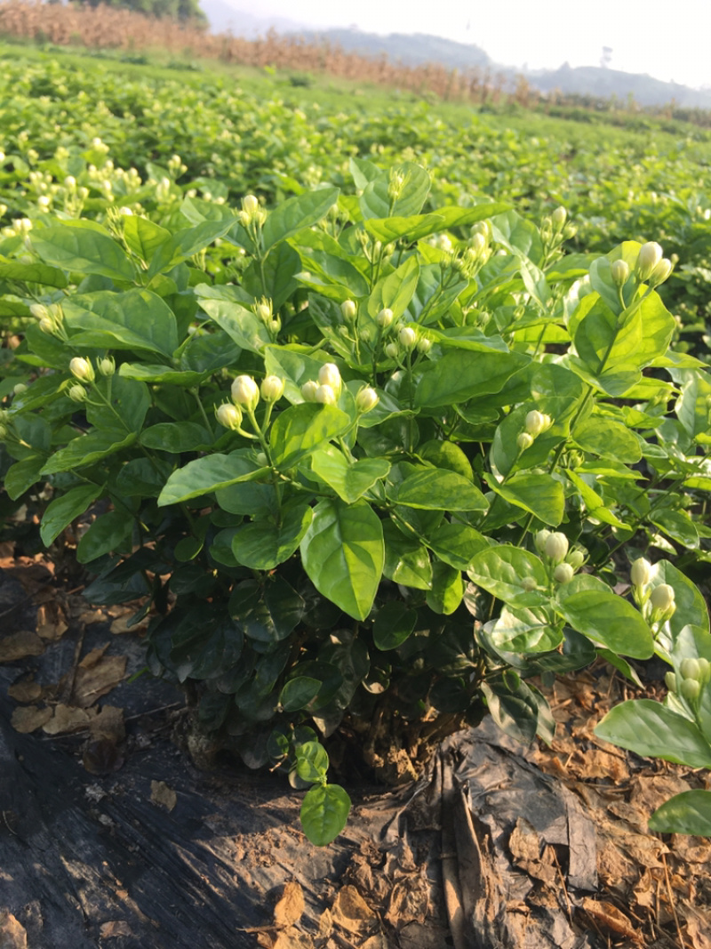 茉莉花.栀子花和夜来香和石榴树都有货.主产茉莉花和栀子花