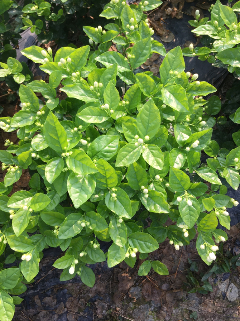 茉莉花.栀子花和夜来香和石榴树都有货.主产茉莉花和栀子花
