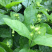 茉莉花.栀子花和夜来香和石榴树都有货.主产茉莉花和栀子花