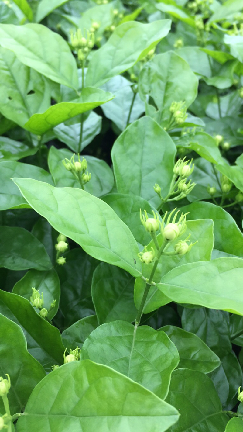 茉莉花.栀子花和夜来香和石榴树都有货.主产茉莉花和栀子花