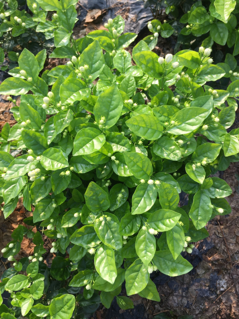 茉莉花.栀子花和夜来香和石榴树都有货.主产茉莉花和栀子花
