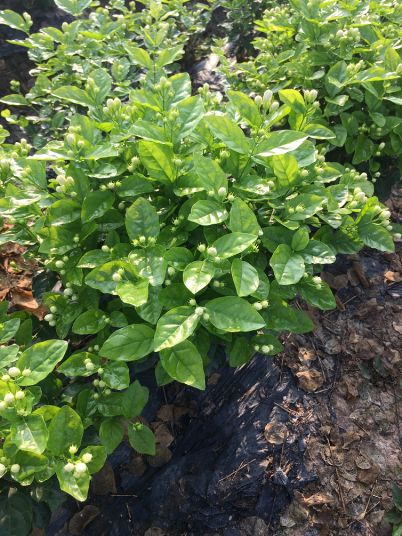 茉莉花.栀子花和夜来香和石榴树都有货.主产茉莉花和栀子花
