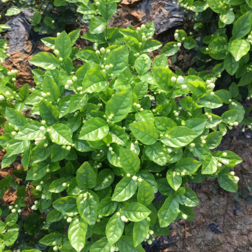 茉莉花.栀子花和夜来香和石榴树都有货
