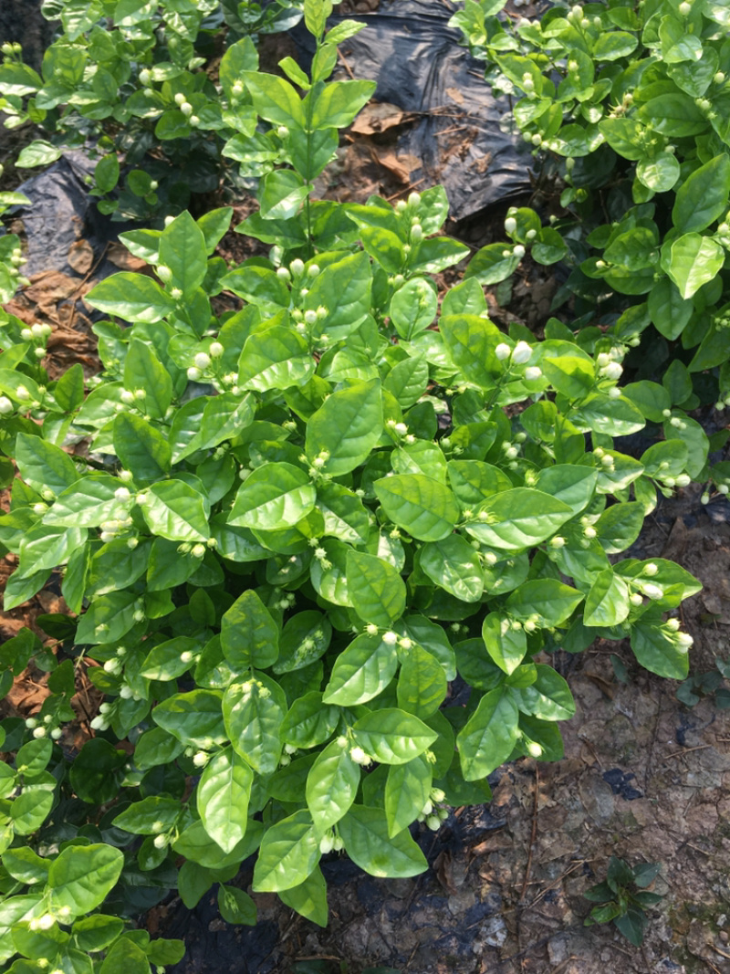 茉莉花.栀子花和夜来香和石榴树都有货.主产茉莉花和栀子花