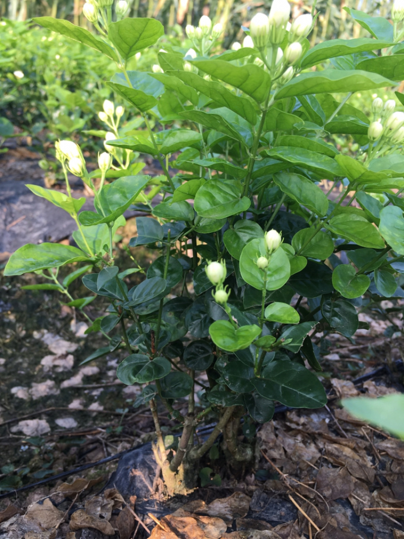 茉莉花.栀子花和夜来香和石榴树都有货