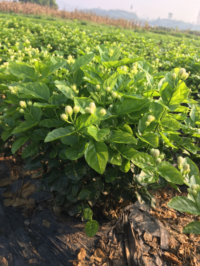 茉莉花.栀子花和夜来香和石榴树都有货.主产茉莉花和栀子花
