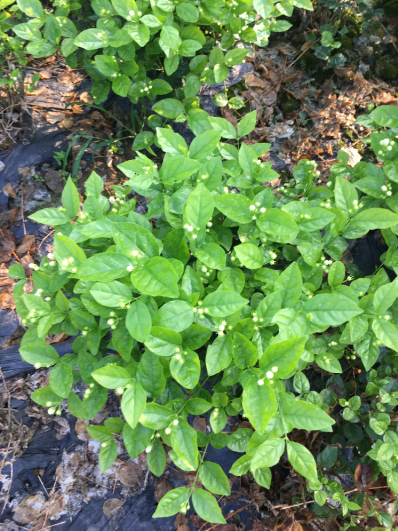 茉莉花.栀子花和夜来香和石榴树都有货.主产茉莉花和栀子花