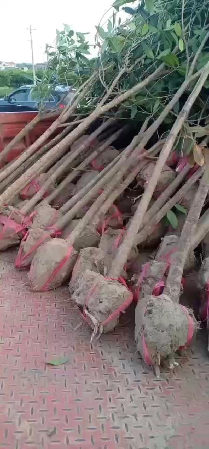 桂花各种规格都有数量充足