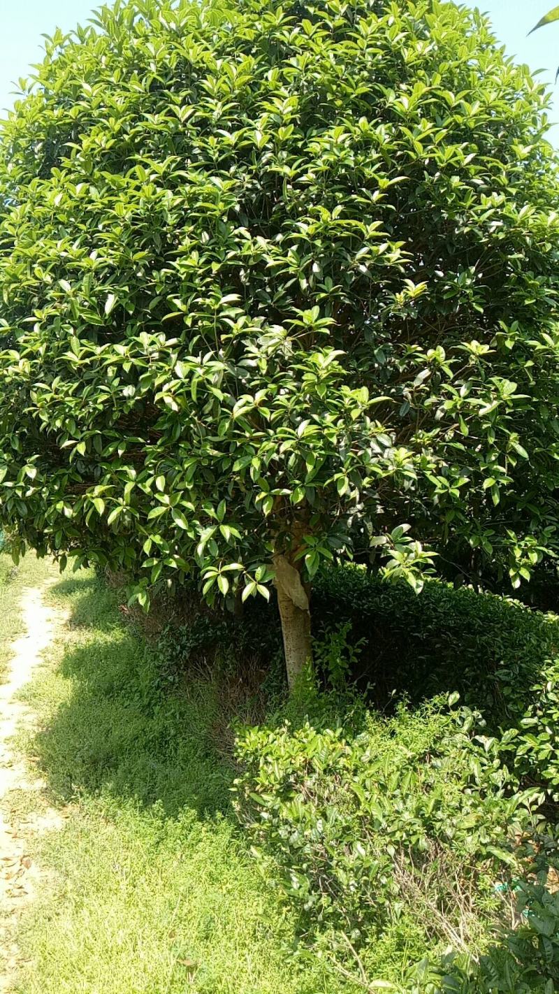 桂花各种规格都有数量充足
