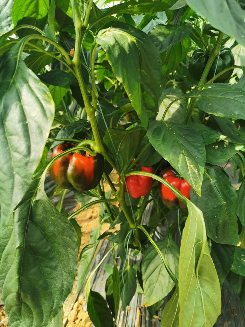 贵州天然生态种植，菜椒