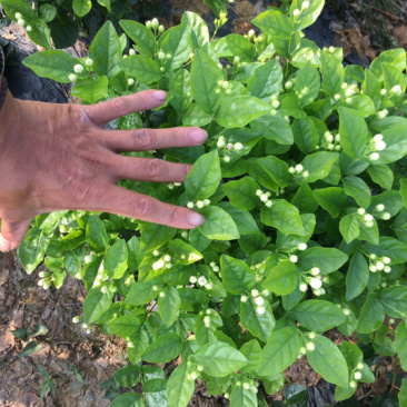 茉莉花.栀子花和夜来香和石榴树都有货.主产茉莉花和栀子花