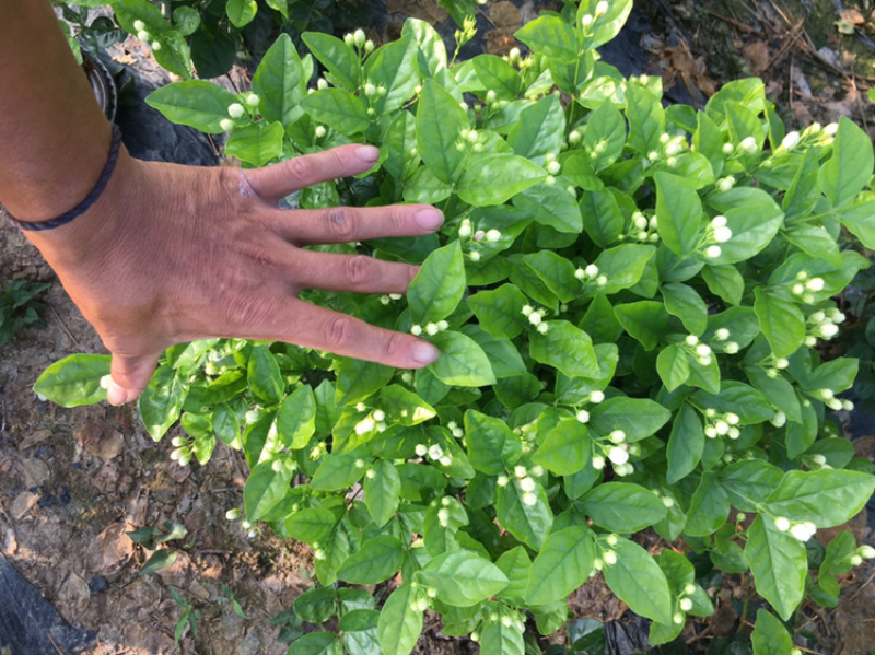 茉莉花.栀子花和夜来香和石榴树都有货.主产茉莉花和栀子花
