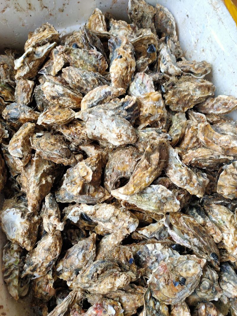 生蚝海蛎朝鲜肥生蚝可视频看货支持线上交易