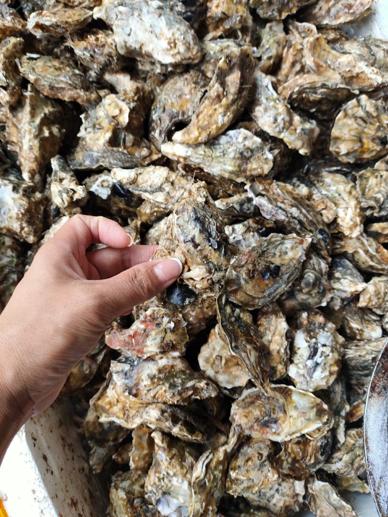 生蚝海蛎朝鲜肥生蚝可视频看货支持线上交易