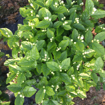栀子花鲜花和茉莉花及黄桷兰朵花以及茉莉花和栀子花有大量盆栽苗