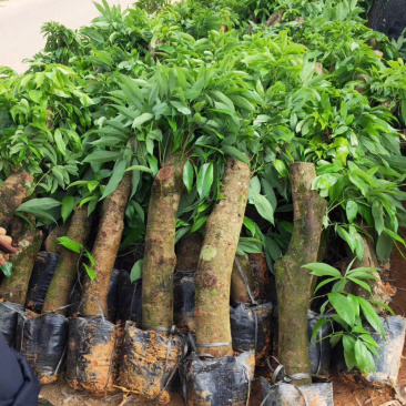 荔枝头苗，5到10公分大，用来征地占地