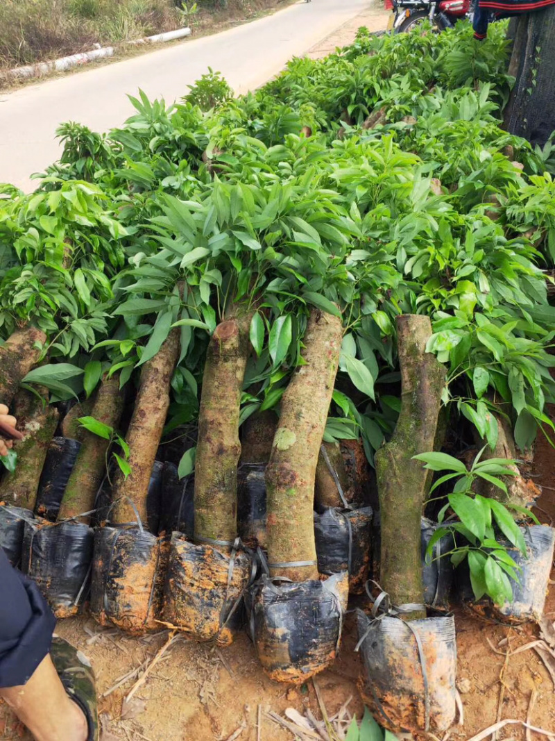 荔枝头苗，5到10公分大，用来征地占地