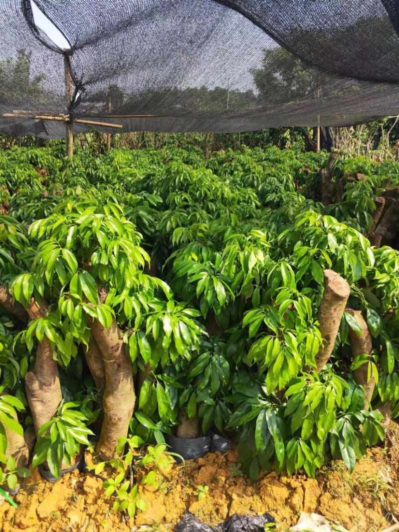 荔枝头苗，5到10公分大，用来征地占地