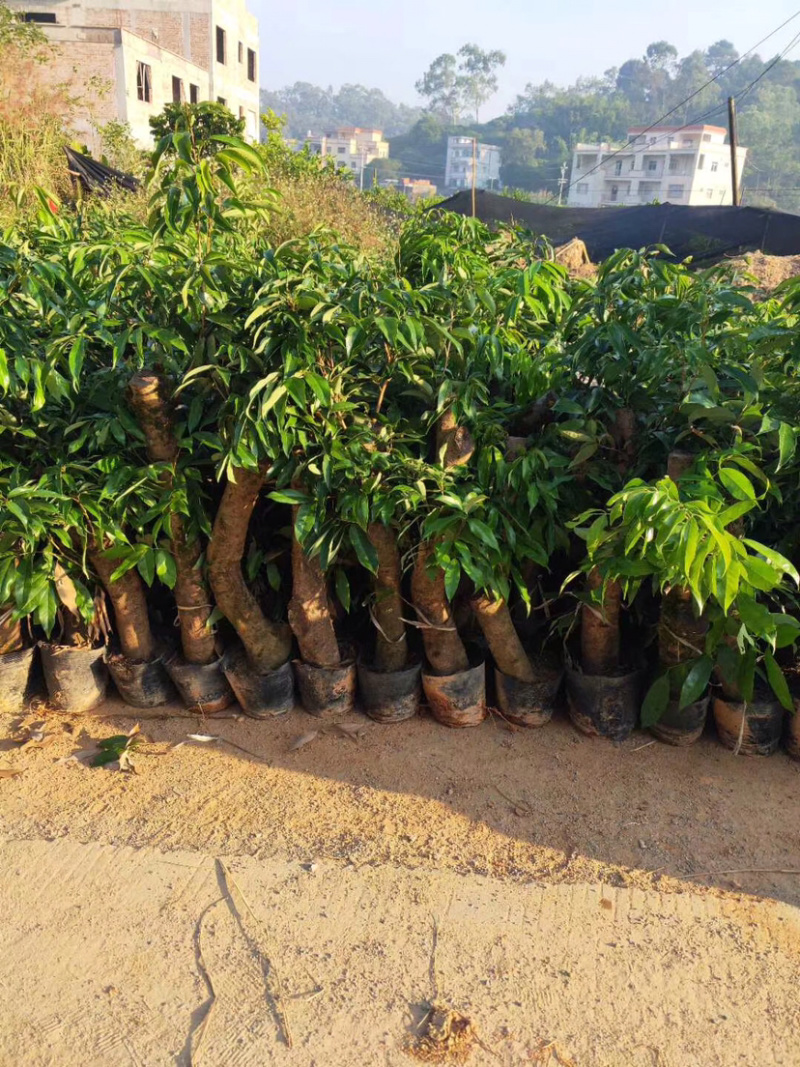 荔枝头苗，5到10公分大，用来征地占地
