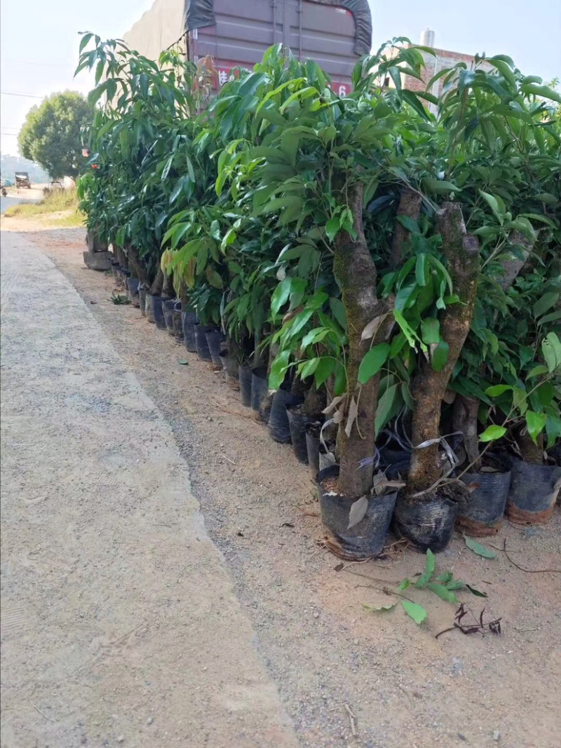 荔枝头苗，5到10公分大，用来征地占地