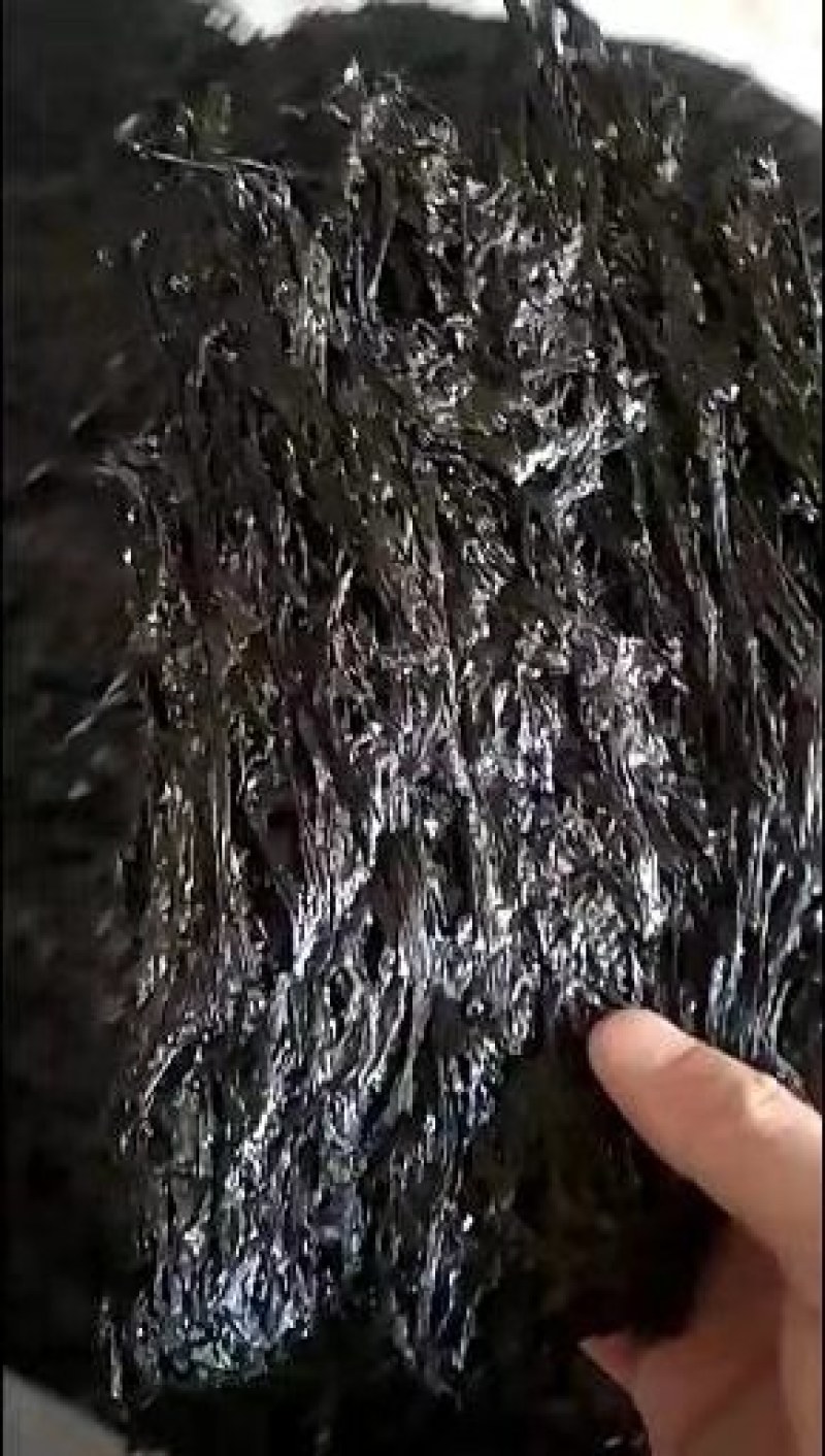 紫菜头水紫菜颜色黑亮，菜质细无杂质无沙厂家直销回拢资金低