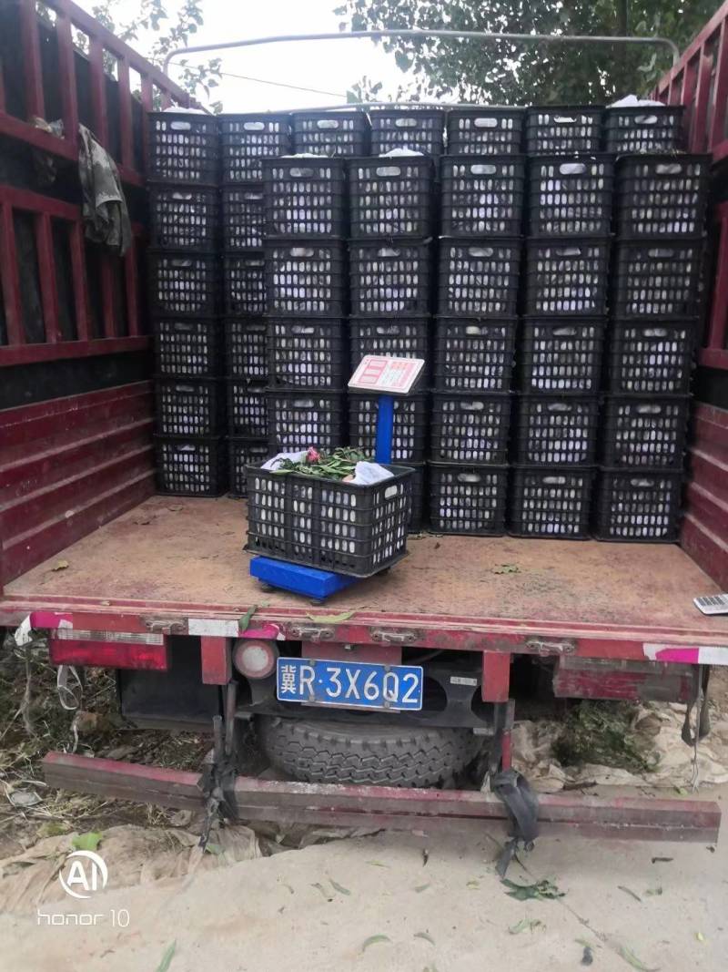 青州离核蜜桃全红蜜桃二老板蜜桃专业代办代发全国发货