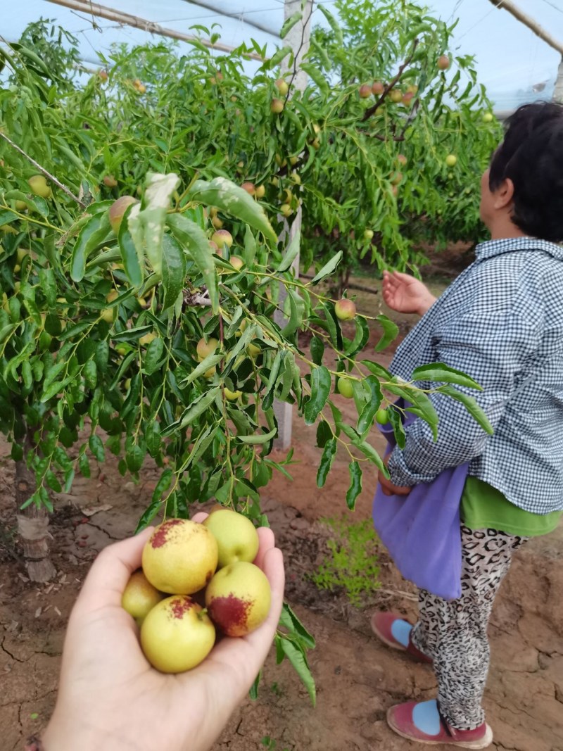 新鲜冬枣现摘现发水果陕西大荔冬枣脆甜可口货源充足整车批发