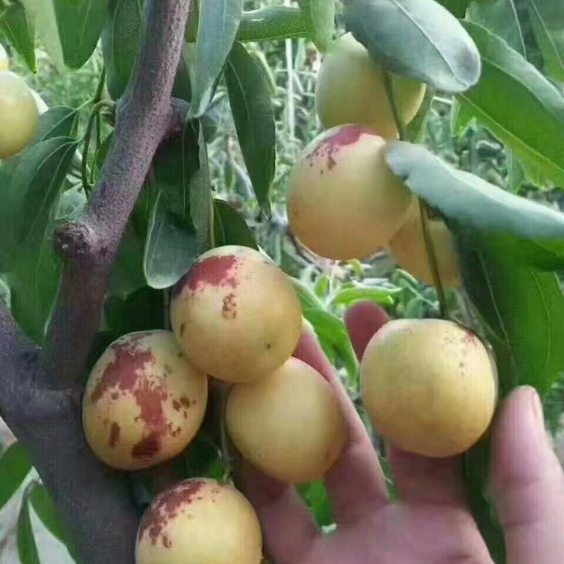 新鲜冬枣现摘现发水果陕西大荔冬枣脆甜可口货源充足整车批发